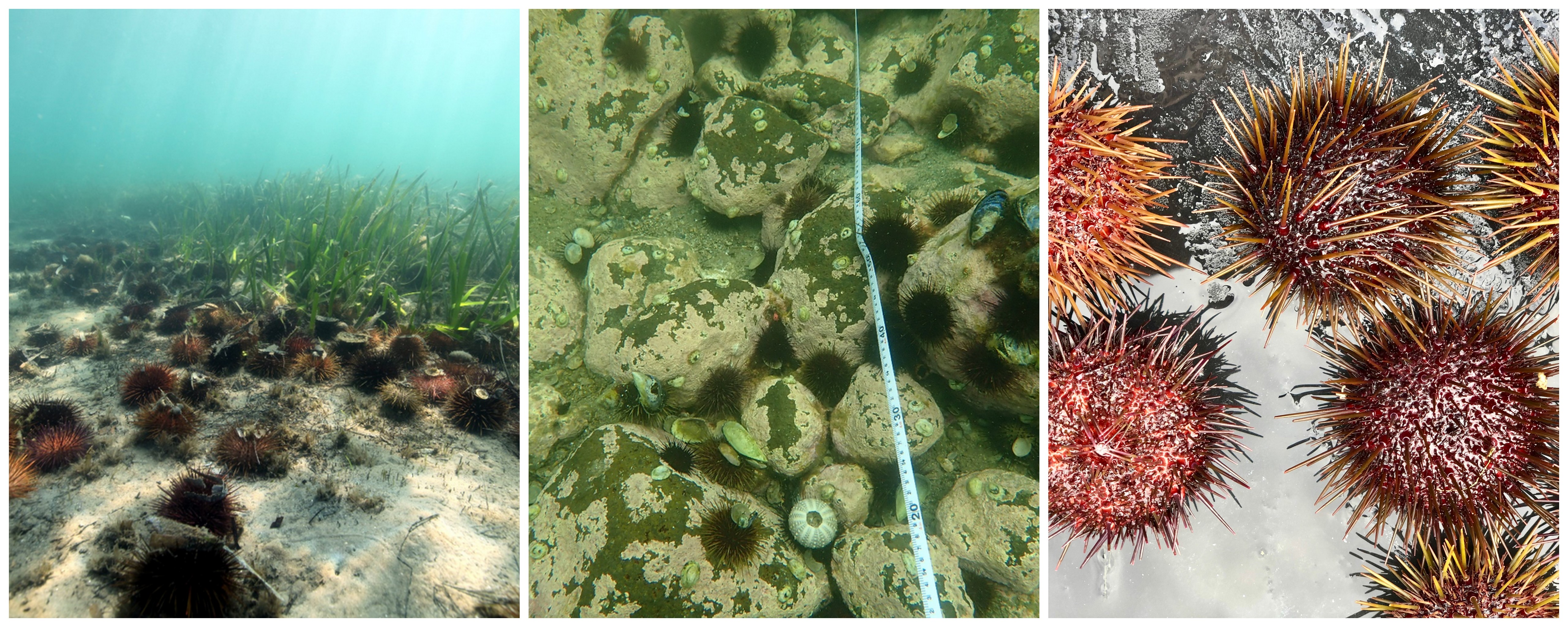 Seagrass & Kelp restoration