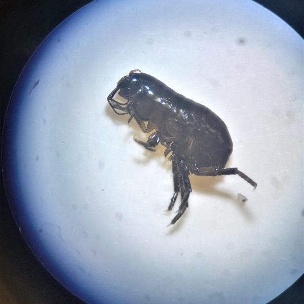A terrestrial amphipod (tiny crustacean) belonging to Superfamily Talitroidea