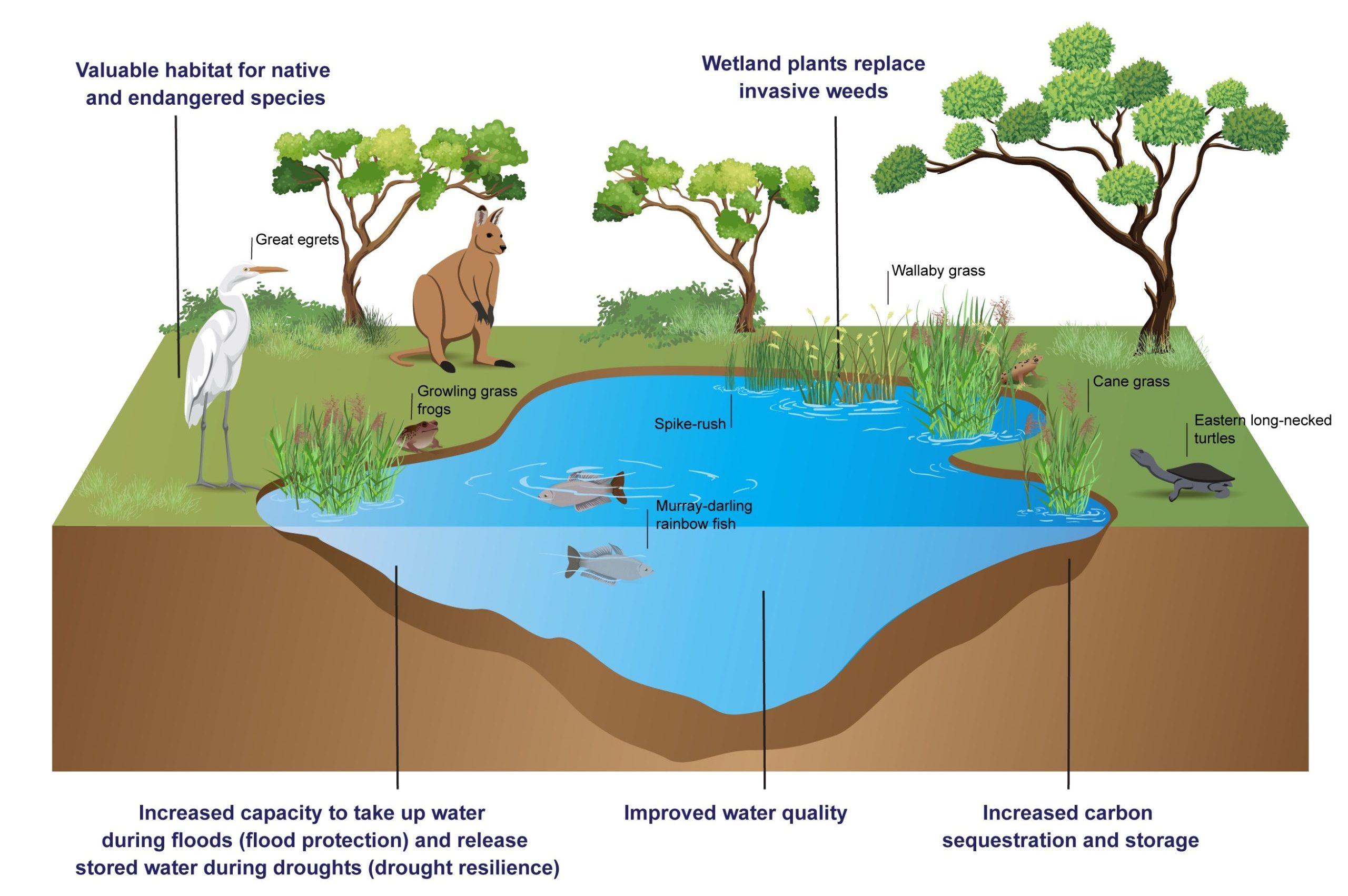 Benefits of resotring freshwater wetlands using rewetting and revegetation techniques